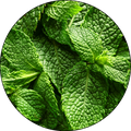מנטול (Menthol)
