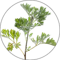 לענה (Wormwood)