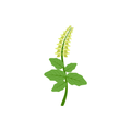 לוז מכשף (Witch Hazel)